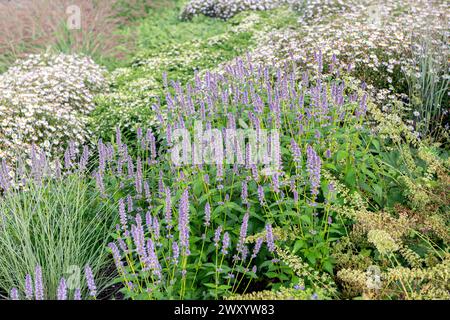 Zecca coreana (Agastache 'Blue Fortune', Agastache Blue Fortune), fioritura, cultivar Blue Fortune, Europa, Bundesrepublik Deutschland Foto Stock