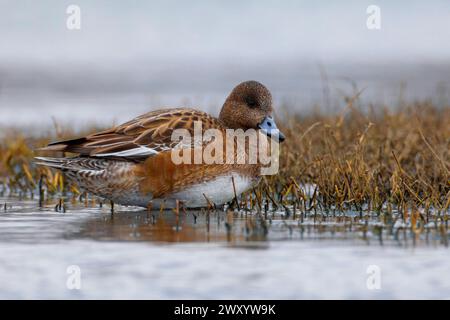 Salice europeo (Anas penelope, Mareca penelope), in acque poco profonde, vista laterale, Italia, Toscana, stagno di Padule; piana fiorentina Foto Stock