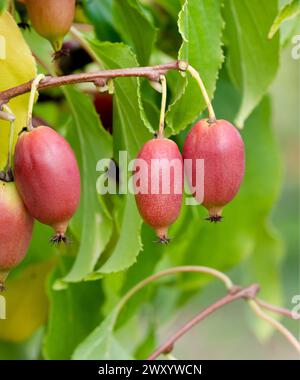 Tara Vine, Bower Actinidia, Mini Kiwi (Actinidia arguta 'Red Jumbo', Actinidia arguta Red Jumbo), frutti di cultivar Red Jumbo Foto Stock