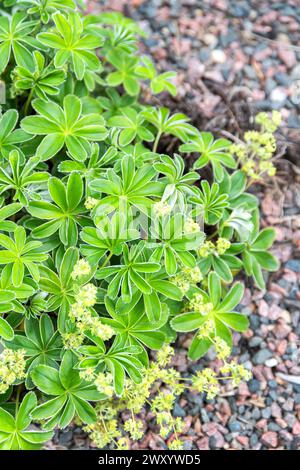 Mantello alpino (Alchemilla alpina), fiorito in un giardino Foto Stock