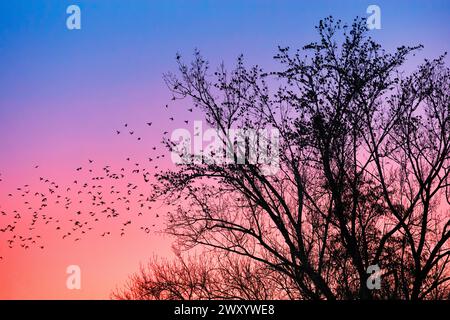 starling comune (Sturnus vulgaris), stelle che si radunano sulle cime degli alberi al tramonto, Svizzera Foto Stock