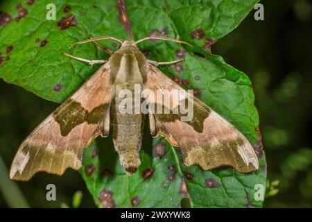 Lime hawkmoth (Mimas tiliae), seduto su una foglia, Germania Foto Stock