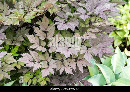 Baneberry, Bugbane (Actaea simplex "Pink Spike", Actaea simplex Pink Spike), foglie di cultivar Pink Spike Foto Stock