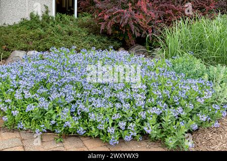Bluestar comune, Amsonia (Amsonia 'Blue Ice', Amsonia Blue Ice), fioritura, cultivar Blue Ice Foto Stock