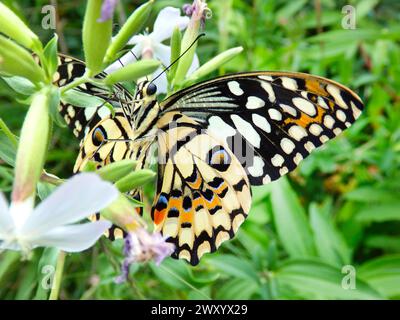 Coda di rondine (Papilio demoleus), dal basso, fatti da cavalieri della regione indo-australiana Foto Stock