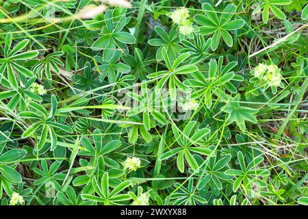 Mantello alpino (Alchemilla alpina), fiorito in un giardino Foto Stock