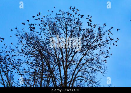 starling comune, starling europeo, starling (Sturnus vulgaris), stormo di stelle che volano dalle cime degli alberi al crepuscolo, in Svizzera Foto Stock