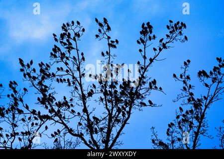 starling comune (Sturnus vulgaris), stelle che si radunano sulle cime degli alberi al crepuscolo, in Svizzera Foto Stock