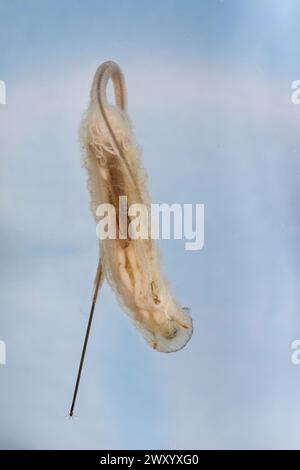 Drone fly, Rattailed Maggot (Eristalis tenax), Rat-tailed Maggot, Germania Foto Stock