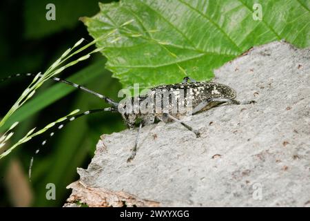 Piccolo scarabeo bianco marmorato di longhorn, piccolo scarabeo bianco marmorato di longhorn (Monochamus sutor), donna seduta su legno, Germania Foto Stock