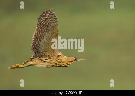 Bittern eurasiatico, bittern grande (Botaurus stellaris), in volo, vista laterale, Italia, Toscana, piana fiorentina; stagno dei Cavalieri, Firenze Foto Stock