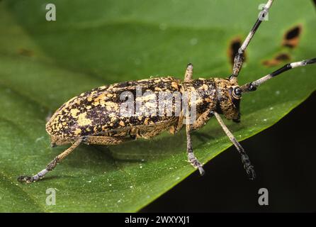Carpenter sawyer Beetle (Monochamus sartor), seduto su una foglia, Germania Foto Stock