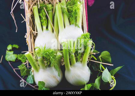 Finocchio dolce (Foeniculum vulgare, Anethum foeniculum), bulbi in scatola Foto Stock
