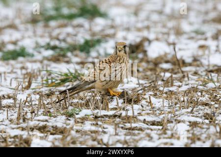 European Kestrel, Eurasian Kestrel, Old World Kestrel, Common Kestrel (Falco tinnunculus), femmina che si arrocca con topo da campo catturato in un tappeto innevato Foto Stock