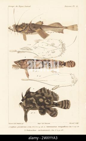 Pescatore europeo, Lophius piscatorius 1, sargassum fish, Histrio histrio 2 e Pacuma toadfish, Batrachoides surinamensis 3. Incisione a mano di Eugene Giraud su lastra di rame stipple dopo un'illustrazione di Felix-Edouard Guérin-Méneville e Edouard Travies da Iconographie du règne Animal de George Cuvier di Guérin-Méneville, Iconography of the Animal Kingdom di George Cuvier, J. B. Bailliere, Parigi, 1829-1844. Foto Stock