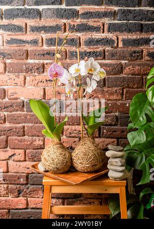 Due orchidee contro pietre e candele contro le pareti di mattoni Foto Stock