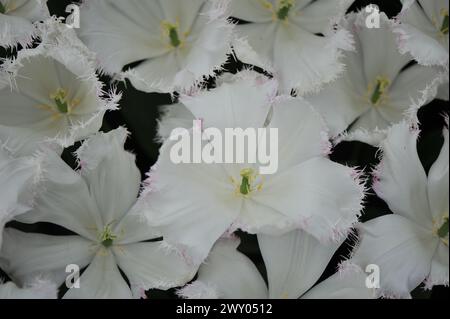 Tulipani bianchi orlati (Tulipa) Lady Smile fiorisce in un giardino ad aprile Foto Stock