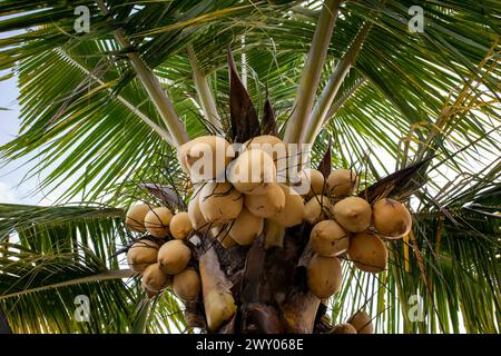 Noci di cocco gialle fresche appese alla sua palma. Foto Stock