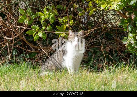 Un bel gatto ad Urbino, in Italia, è seduto sull'erba Foto Stock