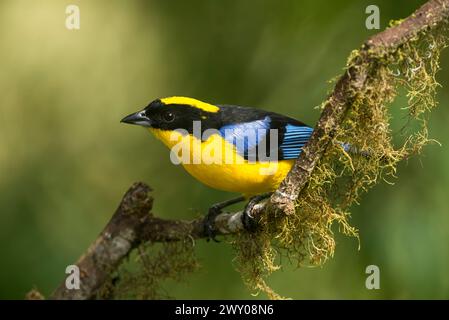 Tanager di montagna alata blu (Anisognathus somptuosus) arroccato su una diramazione, riserva Bellavista, regione di Tandayapa, Ecuador, Sud America - foto stock Foto Stock