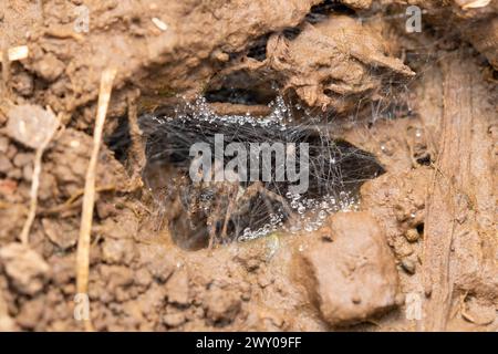 Ragno che abita all'interno della sua rete di imbuto setoso adornata da gocce di rugiada. Foto Stock