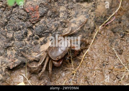 Granchio d'acqua dolce Potamon ibericum in mezzo all'habitat naturale vicino all'acqua. Foto Stock