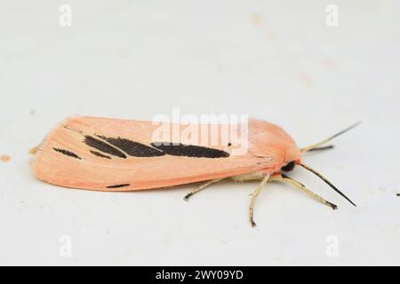 Vista laterale di una falena tigre colorata, Creatonotos gangis. Foto Stock