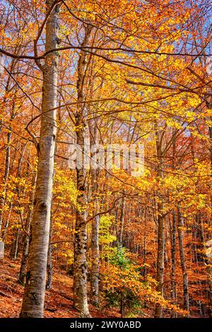 Faggi (Fagus sylvatica) foresta di São Lourenco in autunno. Manteigas, parco naturale Serra da Estrela. Portogallo Foto Stock