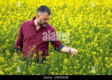 Agricoltore di mezza età in piedi in un campo di colza che esamina il raccolto. Foto Stock