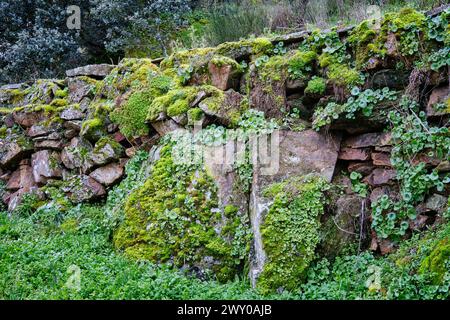 Vecchie mura di pietra piene di muschio vicino al fiume Fresno. Miranda do Douro, Trás-os-Montes. Portogallo Foto Stock