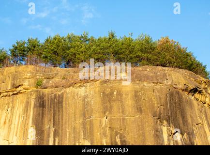 Una foresta di abeti su un alto precipizio con alberi che crescono sul bordo di una parete rocciosa Foto Stock