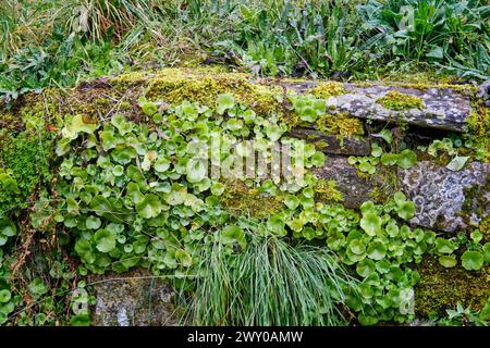 Vecchie mura di pietra piene di muschio vicino al fiume Fresno. Miranda do Douro, Trás-os-Montes. Portogallo Foto Stock