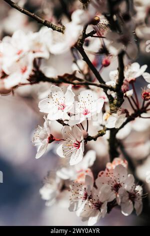 Fiori bianchi che fioriscono sui rami degli alberi all'aperto Foto Stock