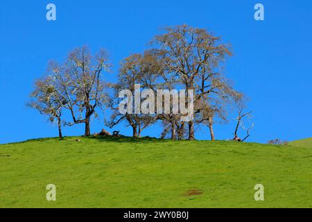 Quercia bianca dell'Oregon (Quercus garryana) ranchland, Douglas County, Oregon Foto Stock