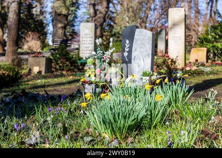 Narzissen narcissus blühen zwischen Gräbern, auf dem Trinitatisfriedhof Riesa, Sachsen, Deutschland *** Narcissus narcissus che fiorisce tra le tombe, a Foto Stock