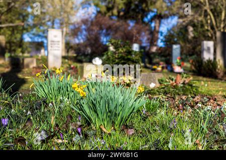 Narzissen narcissus blühen zwischen Gräbern, auf dem Trinitatisfriedhof Riesa, Sachsen, Deutschland *** Narcissus narcissus che fiorisce tra le tombe, a Foto Stock