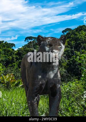 Primo piano di un giaguaro nero (Panthera onca), uomo adulto. Vive in Messico, America centrale, metà settentrionale del Sud America, Brasile. Foto Stock