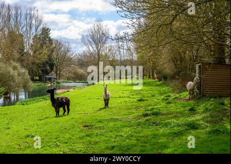 Alpaca che pascolano su erba verde da uno stagno a Nutbourne vicino a Pulborough nel West Sussex rurale, in Inghilterra, all'inizio della primavera. Foto Stock