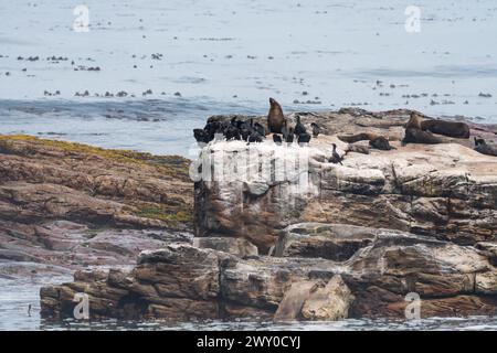 Paesaggio marino di rocce circondato dal mare o dall'acqua dell'oceano con foche e cormorani in cima da vicino a Cape Point, riserva naturale del Capo di buona speranza Foto Stock