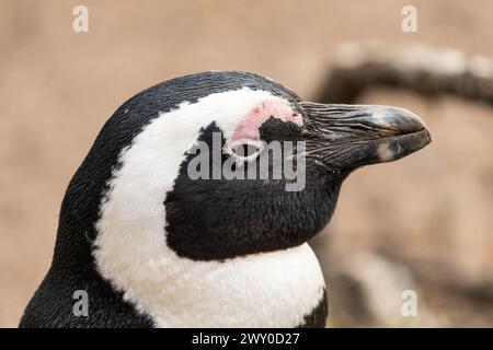 Pinguino africano (Spheniscus demersus) primo piano del viso del becco della testa e dell'occhio aperto circondato da zecche parassitarie nel selvaggio Capo Occidentale, Sudafrica Foto Stock