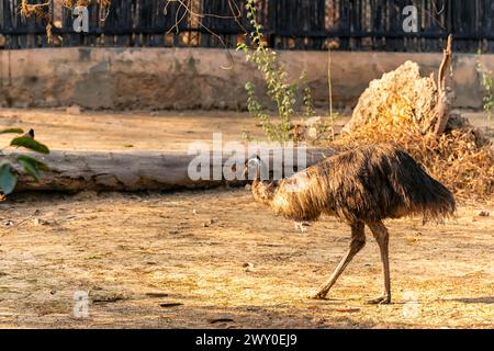 Un EMU, un uccello senza volo dall'Australia, che cammina all'interno di un recinto del National Zoological Park Delhi, noto anche come lo zoo di Delhi. Foto Stock