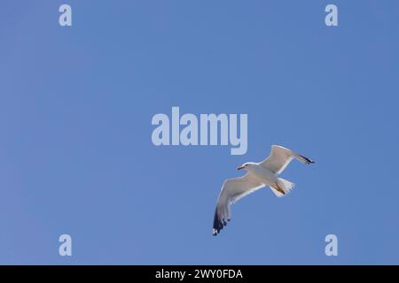 Il gabbiano vola nel cielo, cielo blu Foto Stock