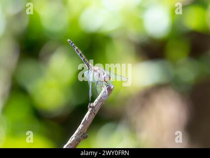 Un'ala della marina, Trithemis furva, la libellula, è arroccata sulla cima di un ramo d'albero in Sud Africa. Foto Stock