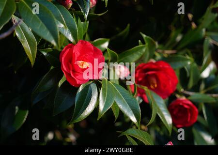 I fiori di Camellia japonica sono in piena fioritura in primavera Foto Stock