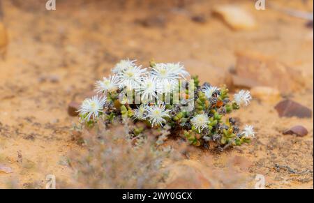 Un piccolo fiore bianco, Octopoma tanquanum nel capo occidentale, in Sudafrica, viene mostrato crescere fuori dal suolo in una vista ravvicinata. Foto Stock