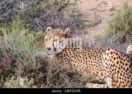 Un ghepardo dell'Africa meridionale, Acinonyx jubatus ssp. Jubatus, è sdraiato nel pennello in Sud Africa, mangiando le sue prede. Foto Stock