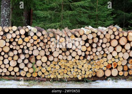 Legna da ardere segata ordinatamente impilata dalla strada forestale in un giorno di inizio primavera. Foto Stock