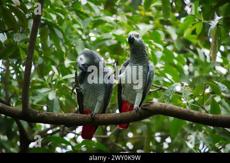 Due pappagalli grigi africani, noti anche come pappagallo grigio del Congo, appollaiati su un ramo, che si graffiano a vicenda. Foto Stock