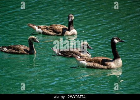 Canada Goose famiglia Foto Stock