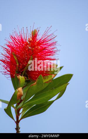 Fiore di citrina di Melaleuca Foto Stock